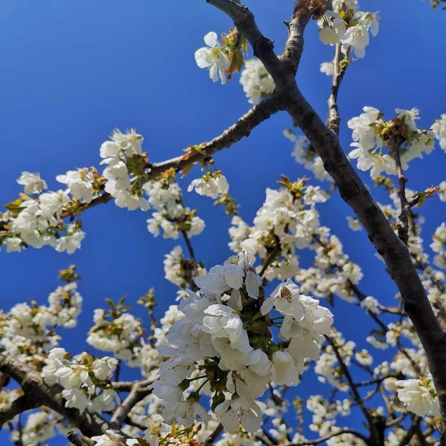 Cascina Valtignosa Camere Con Vigna Cassine Zewnętrze zdjęcie