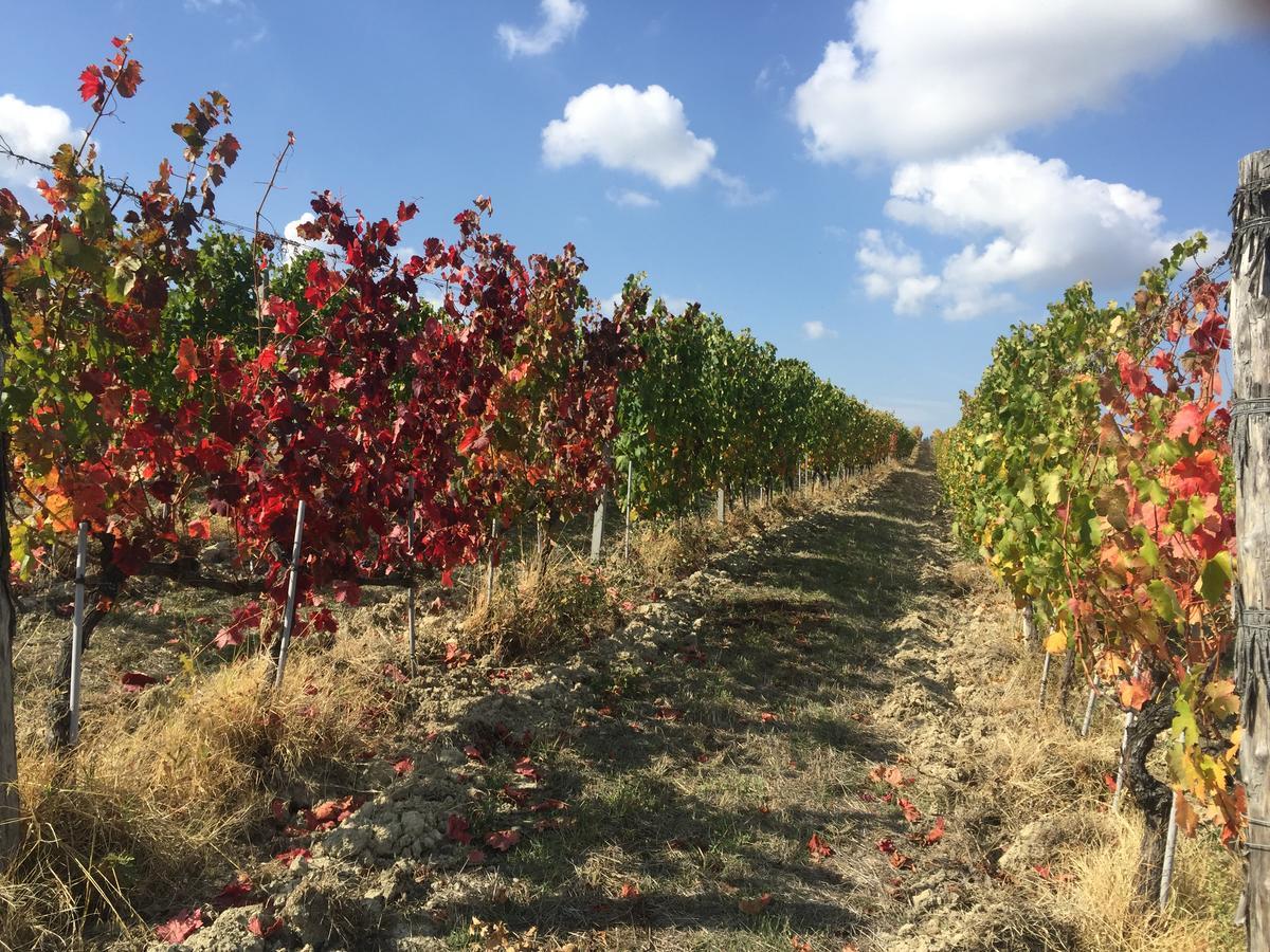 Cascina Valtignosa Camere Con Vigna Cassine Zewnętrze zdjęcie