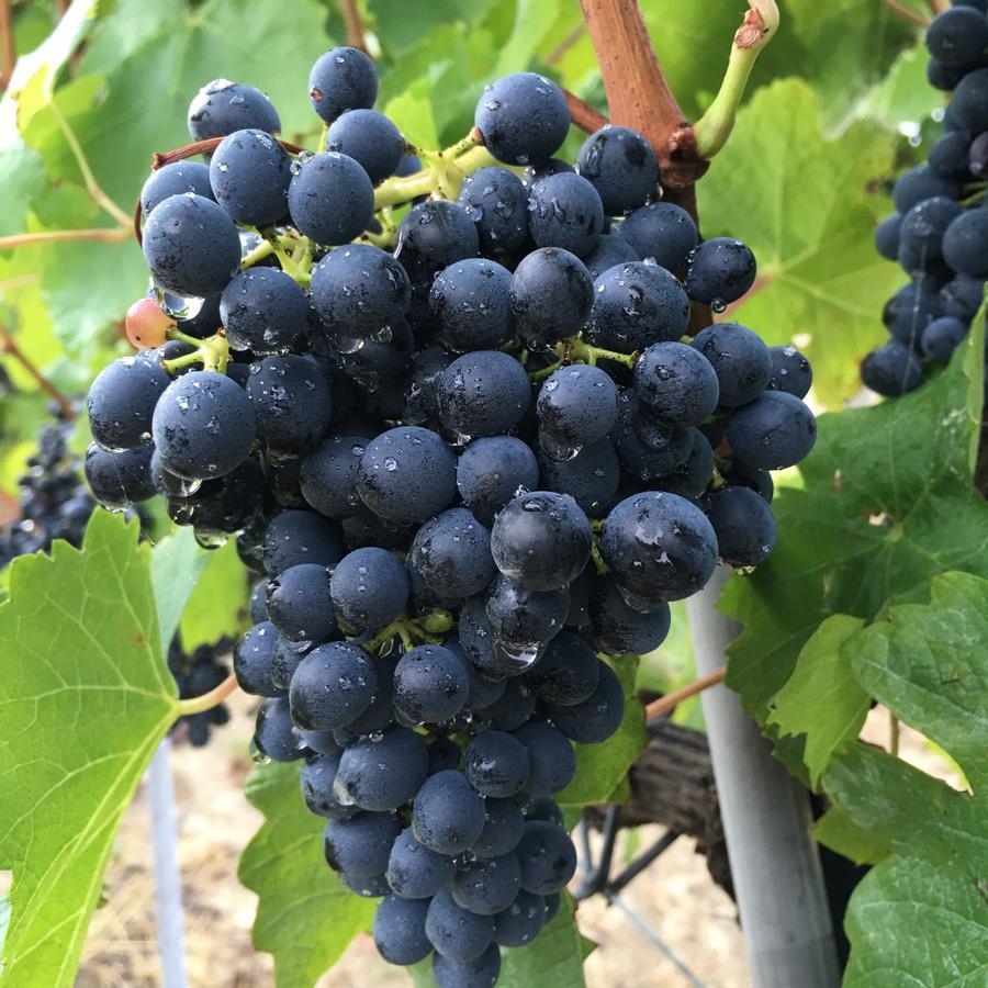 Cascina Valtignosa Camere Con Vigna Cassine Zewnętrze zdjęcie